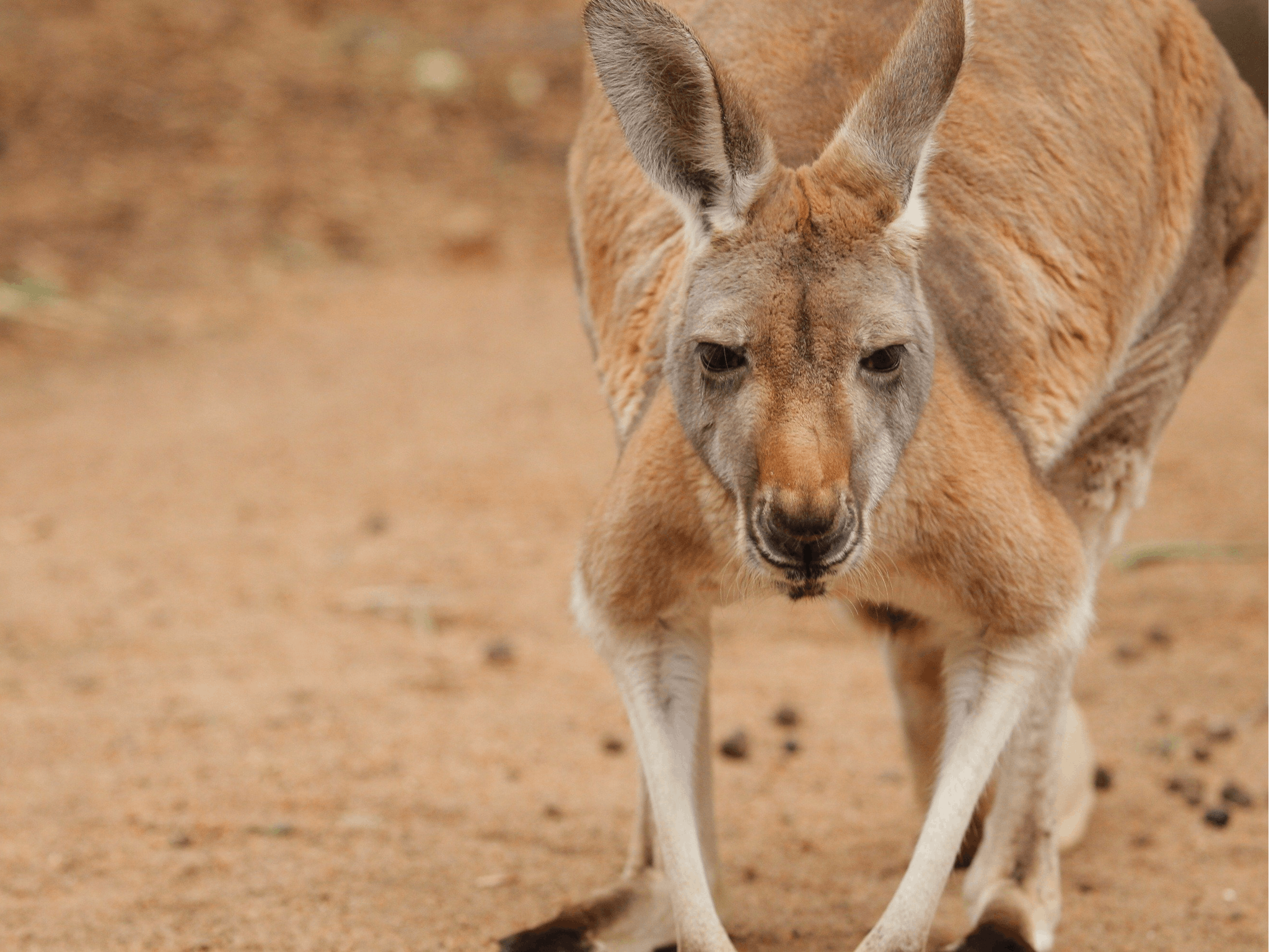 Perth Zoo, South Perth, Western Australia