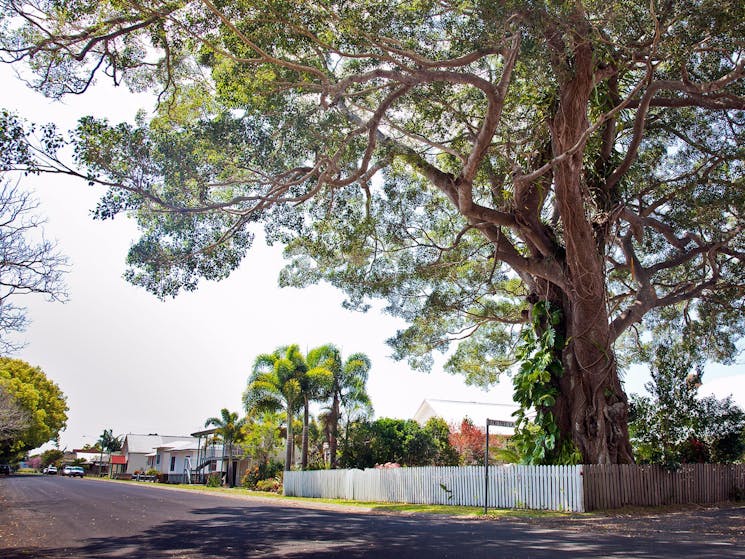 Big trees of Chatsworth Island