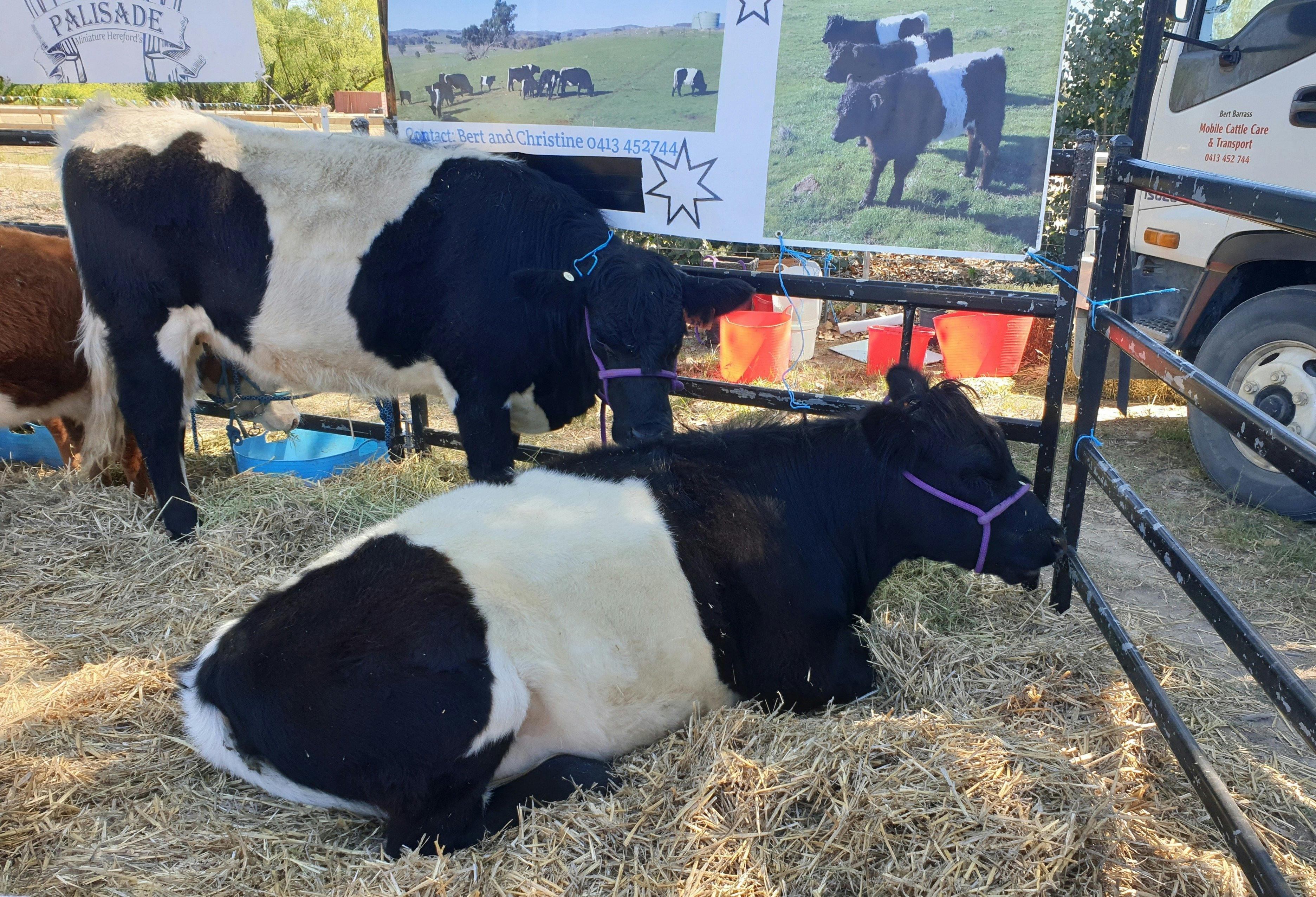Belted Galloway Cattle lying down in pen