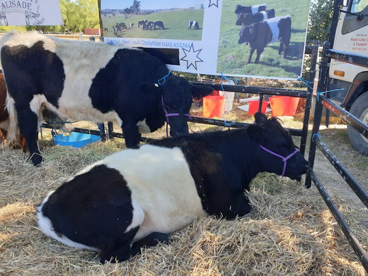 Belted Galloway Cattle lying down in pen