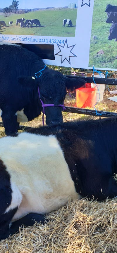 Belted Galloway Cattle lying down in pen