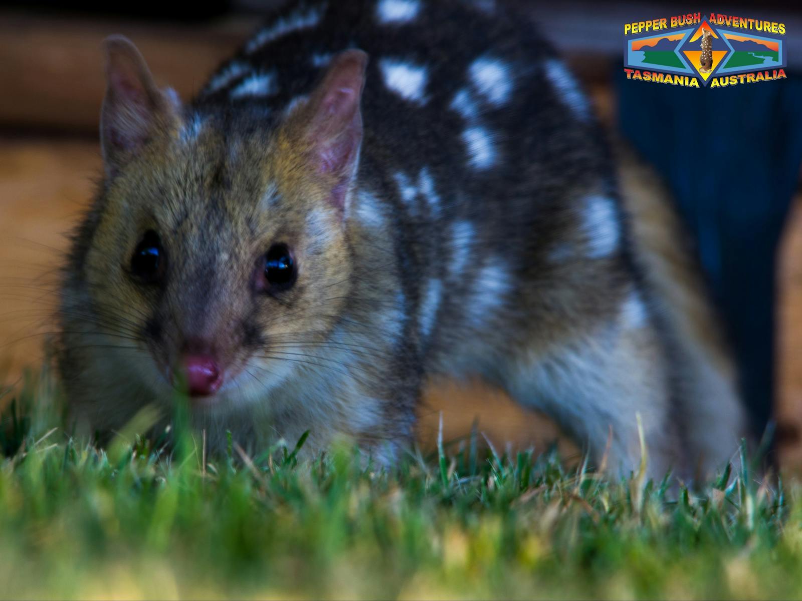 Fawn eastern quoll