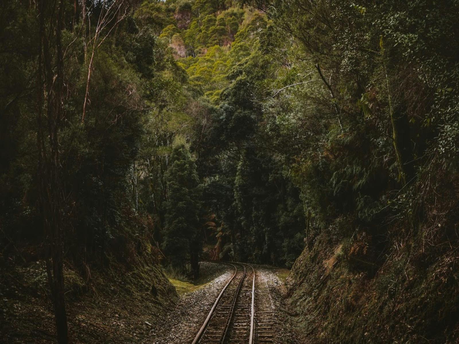Track into the rainforest, featuring the Rack