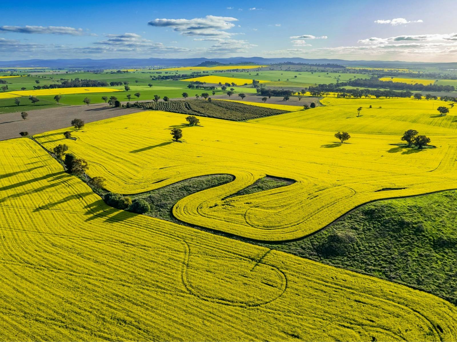 Canola Scenic Flight