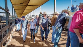 Roma Sale Yards