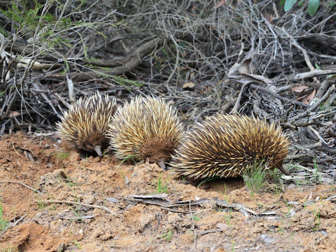 1 Day1 Night Kangaroo Island Wildlife Experience Tour