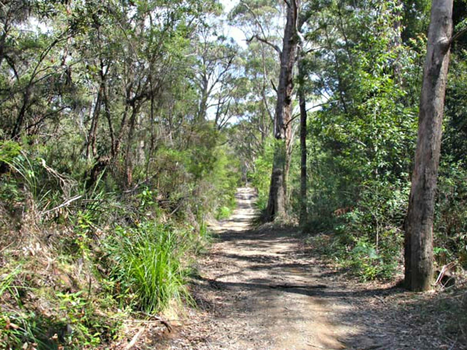 加里加尔国家公园的 Heath 和 Bare Creek 小径。照片：Kim McClymont/新南威尔士州政府