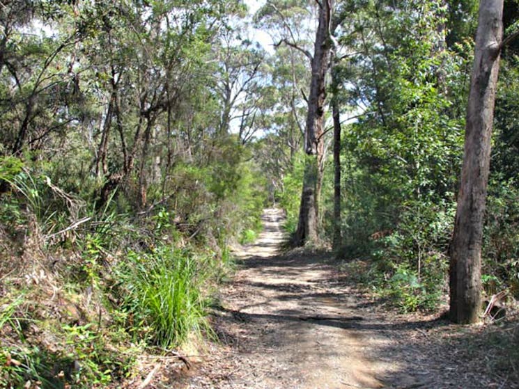 Heath and Bare Creek trails, Garigal National Park. Photo: Kim McClymont/NSW Government