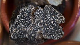 The inside of a truffle