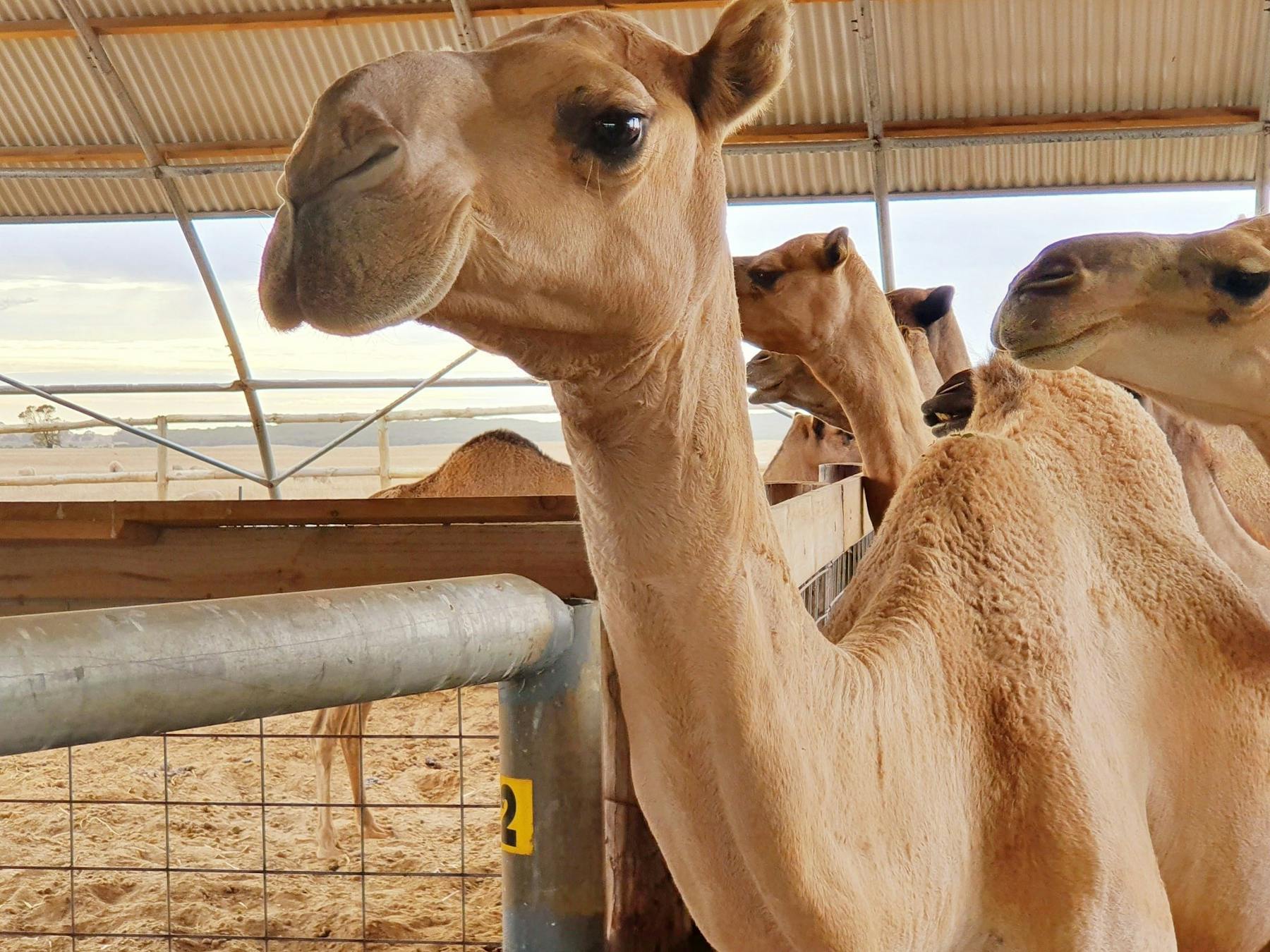 Camels waiting to be milked