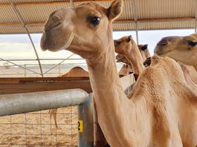 Camels waiting to be milked