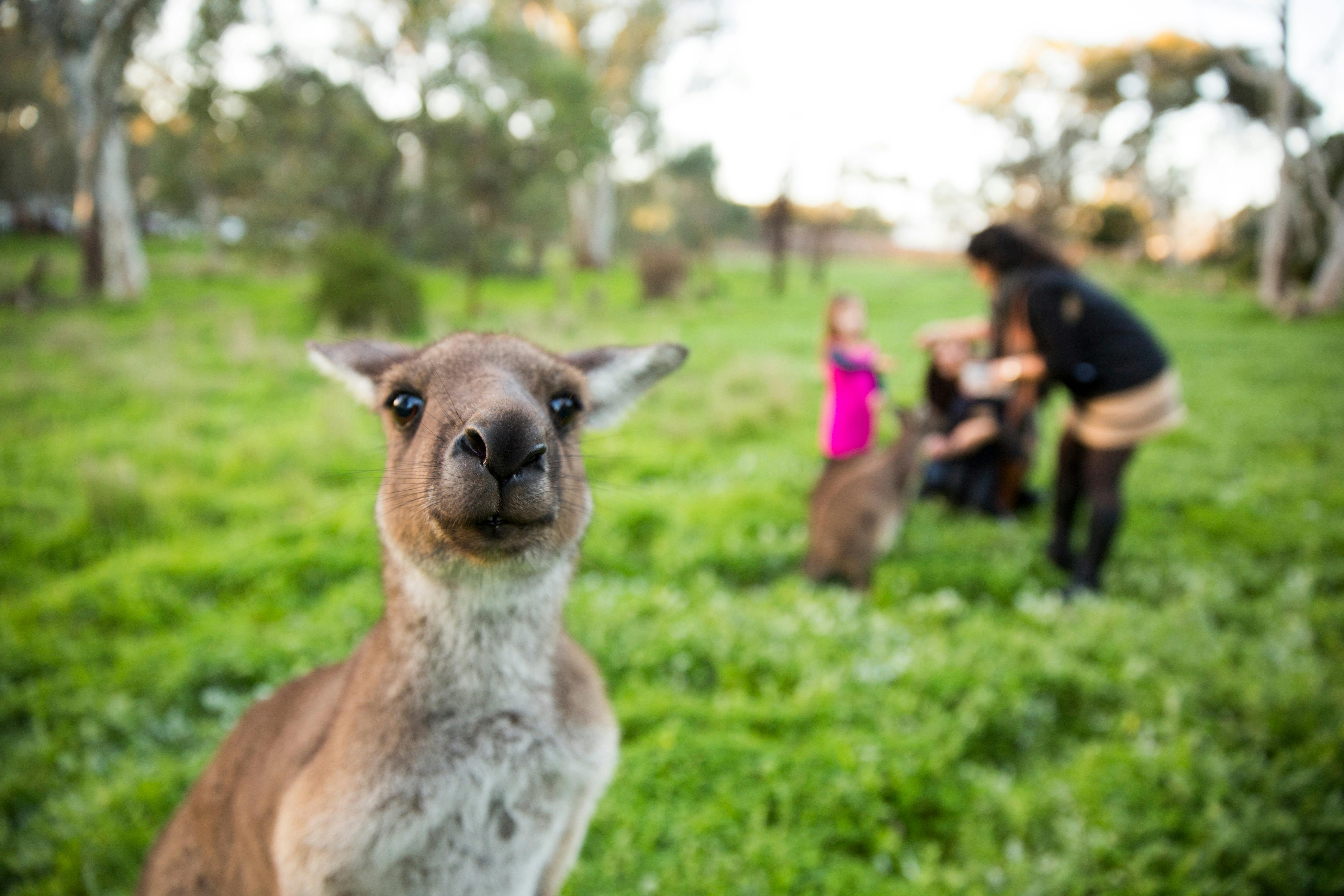 Woodstock Wine Estate Experiences - Wildlife Sanctuary