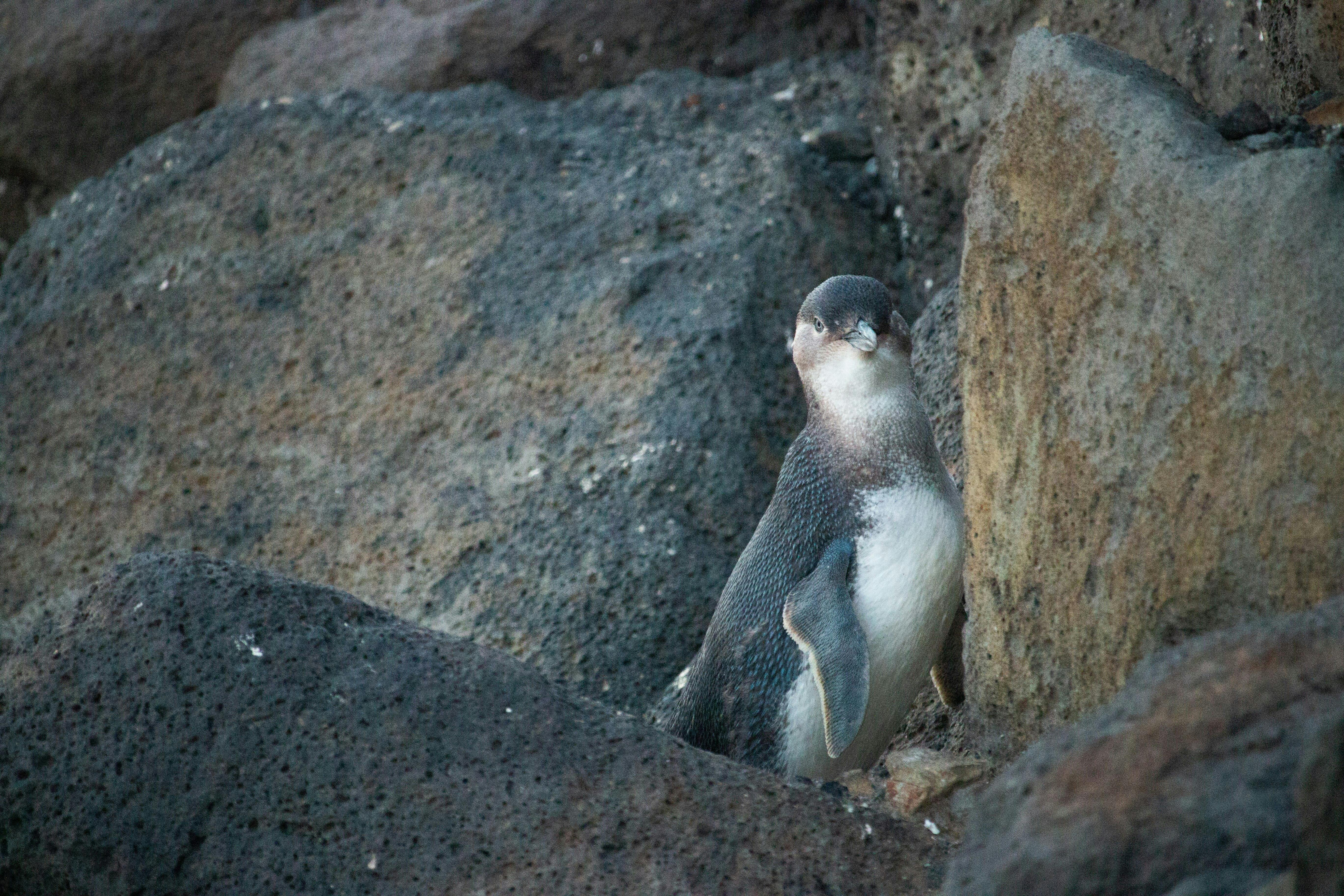 Penguin amongst the rocks