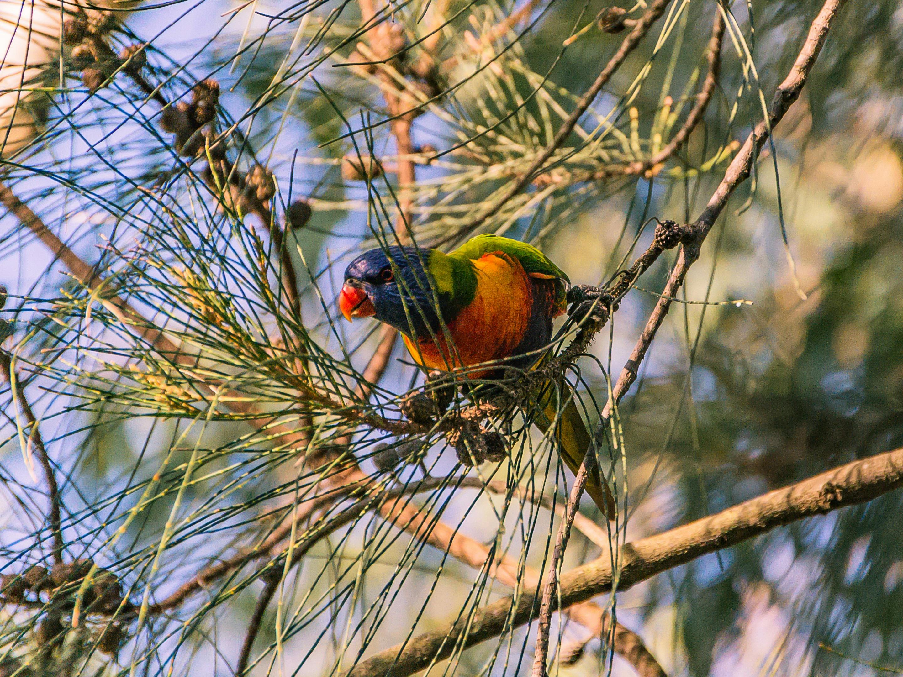 Wildlife at Dingo Creek Park