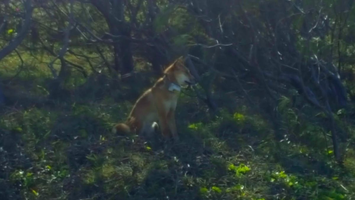 Dingo