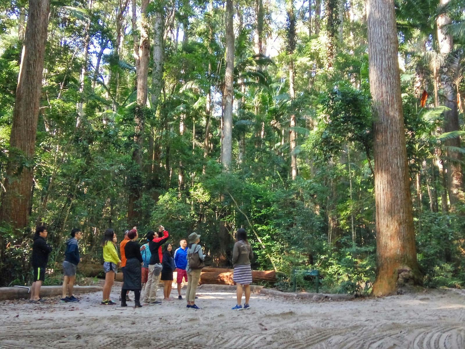 Rainforest