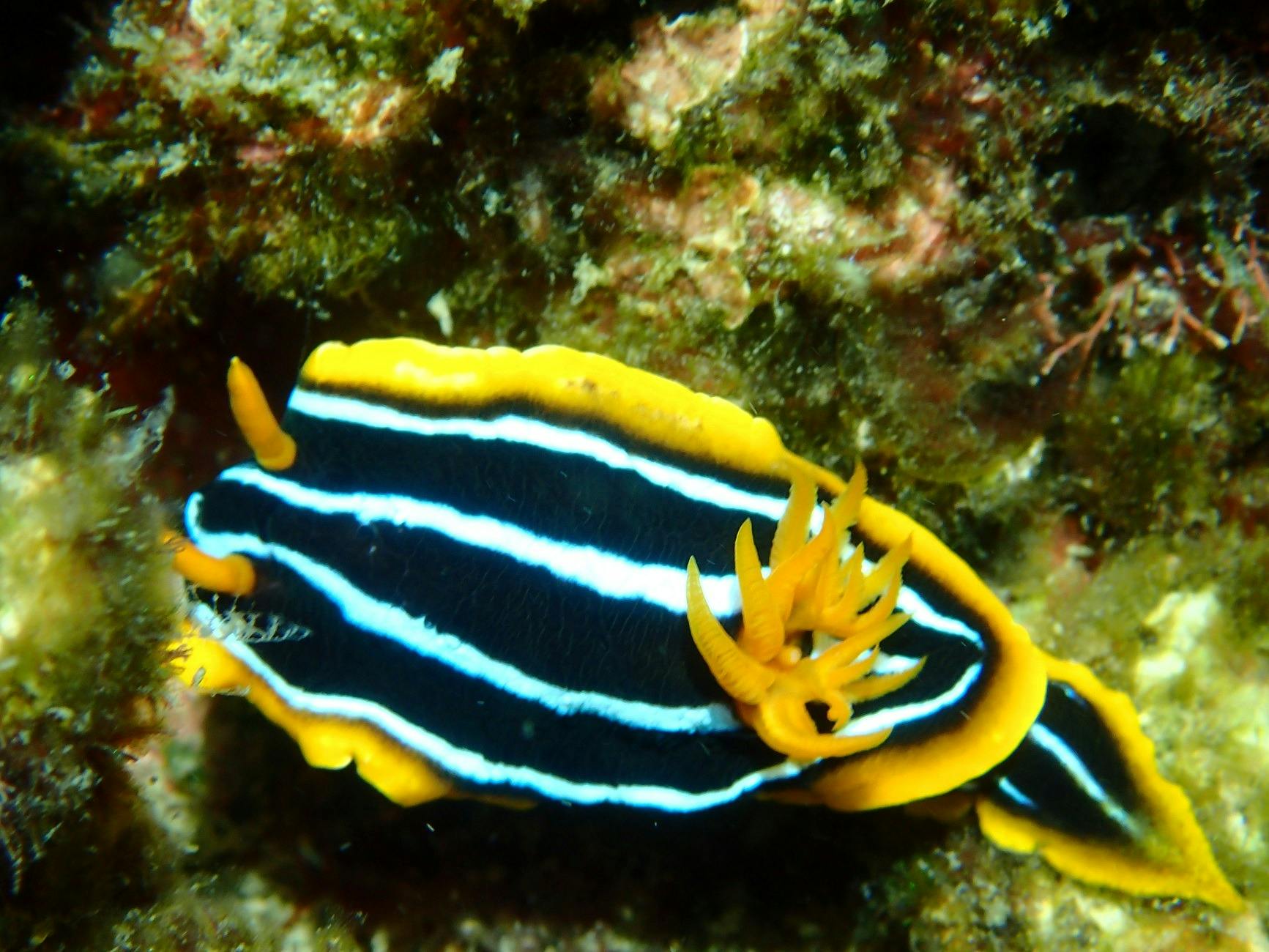 Upclose but no touchy. Check out the amazing marine life at Great Keppel Island Freedom Fast Cats