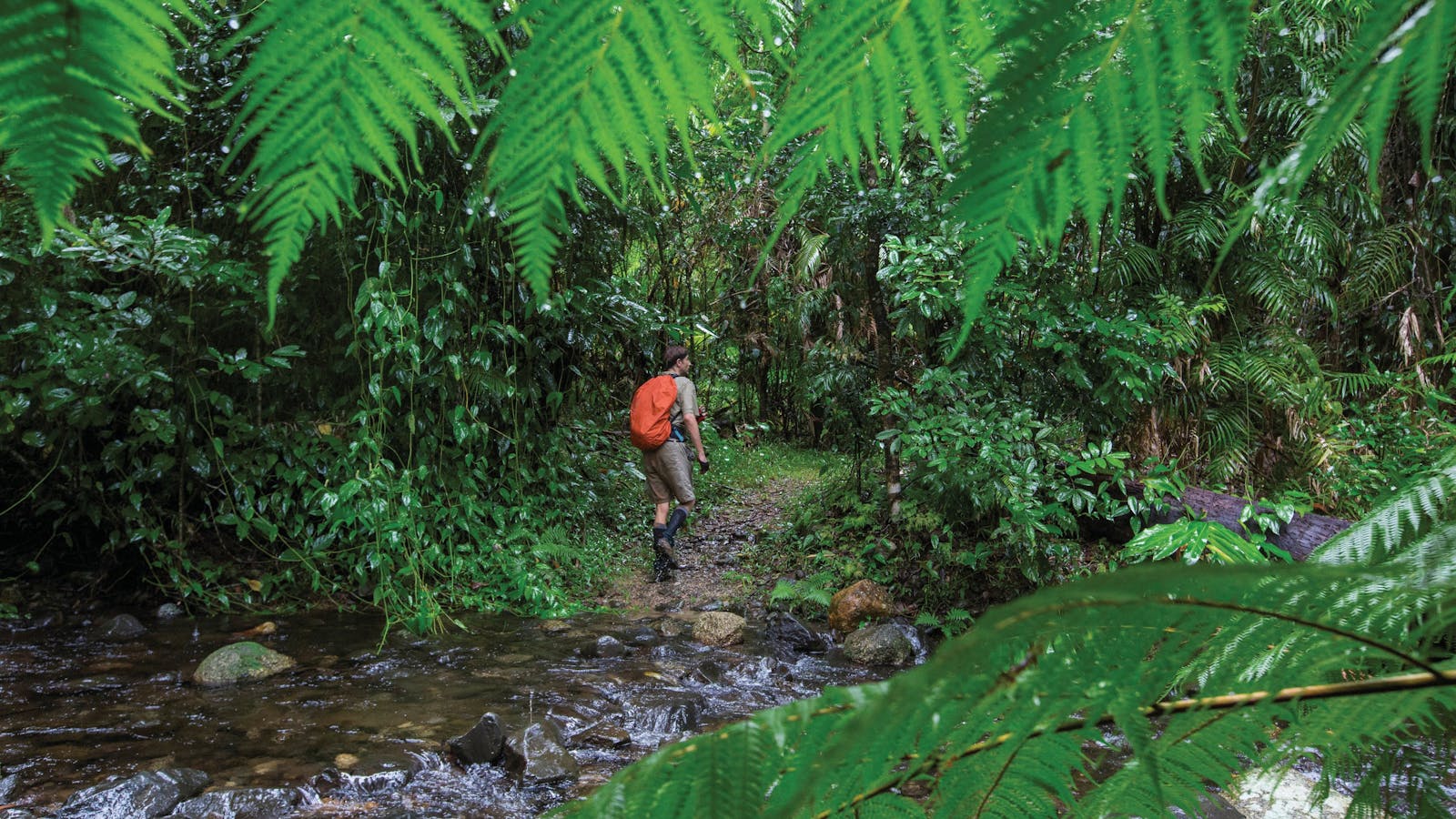 Goldsborough Valley, Wooroonooran National Park