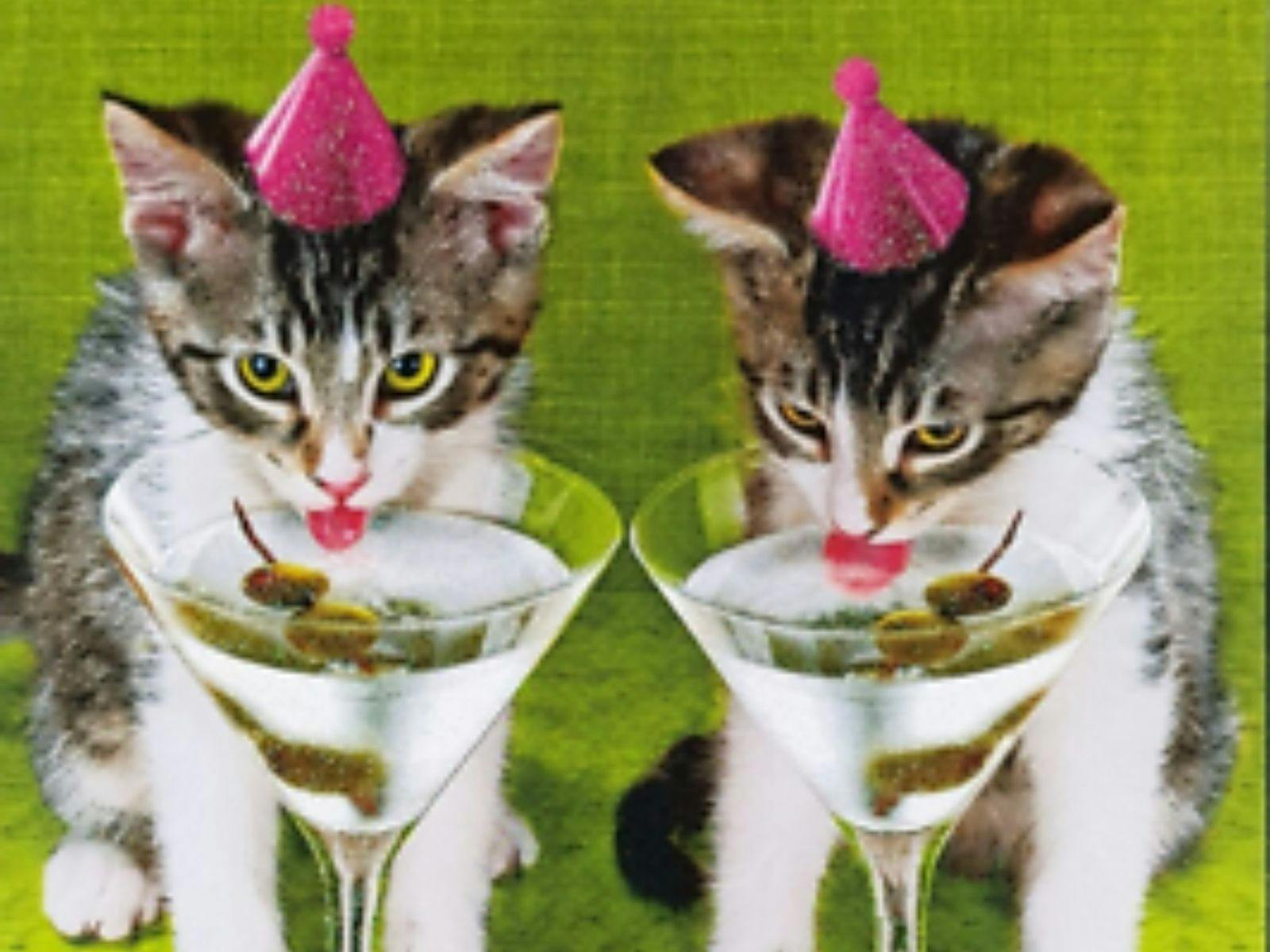 American Greetings Birthday Greeting Card Kitty Kitten Cats Cocktails