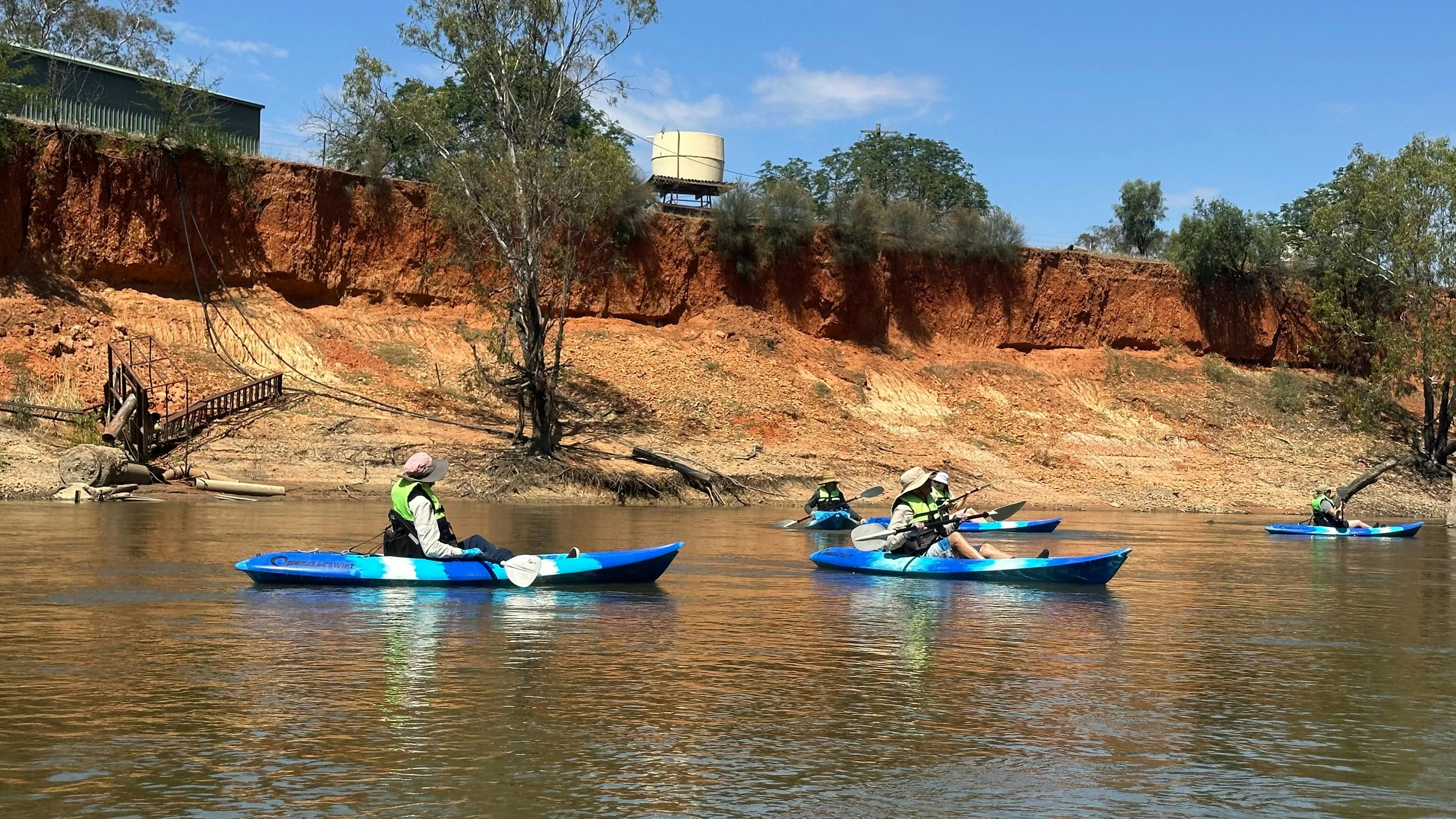 Koala spotting on the mighty Murrumbidgee River at Narrandera in kayaks