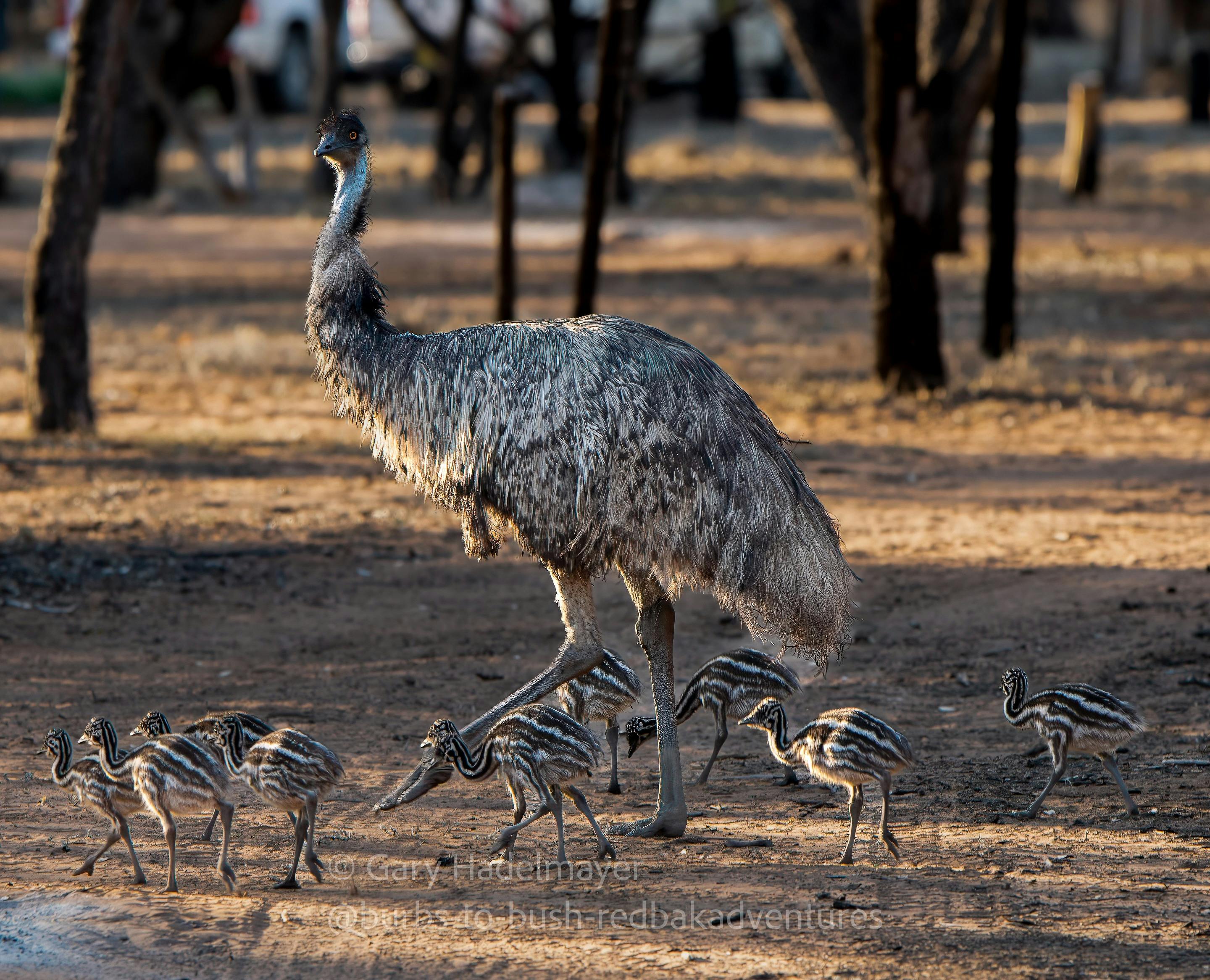 emus and chicks wandering the campground