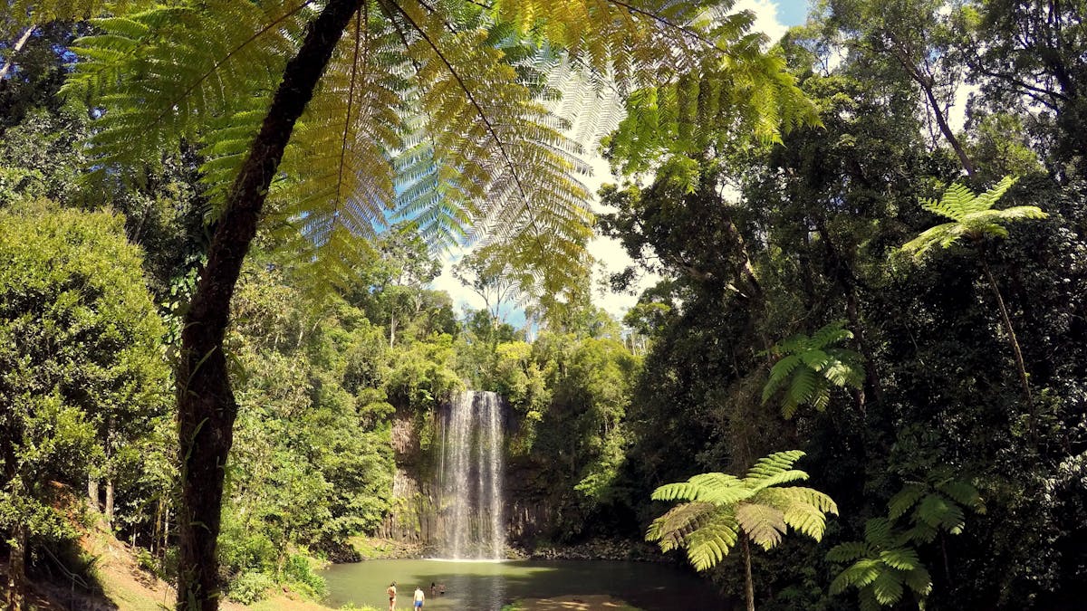 Atherton Tablelands tour