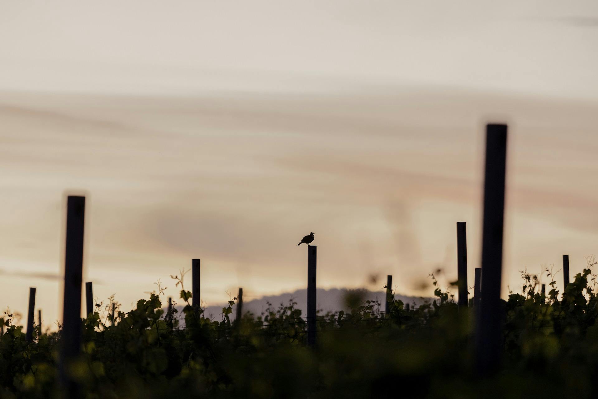 SISU WINERY COAL RIVER VALLEY