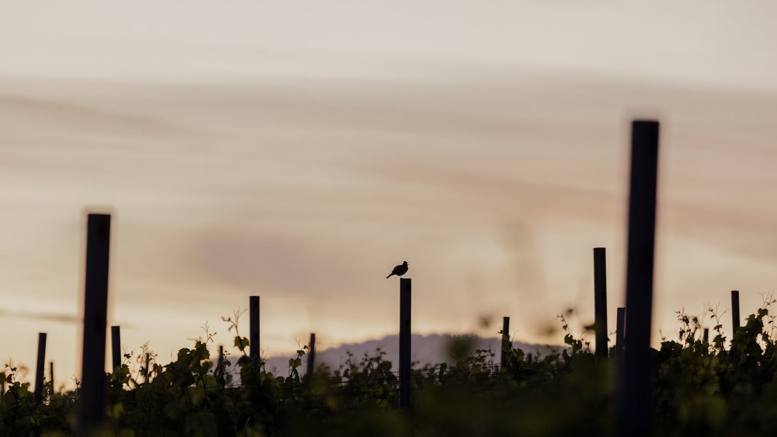 Sisu Winery