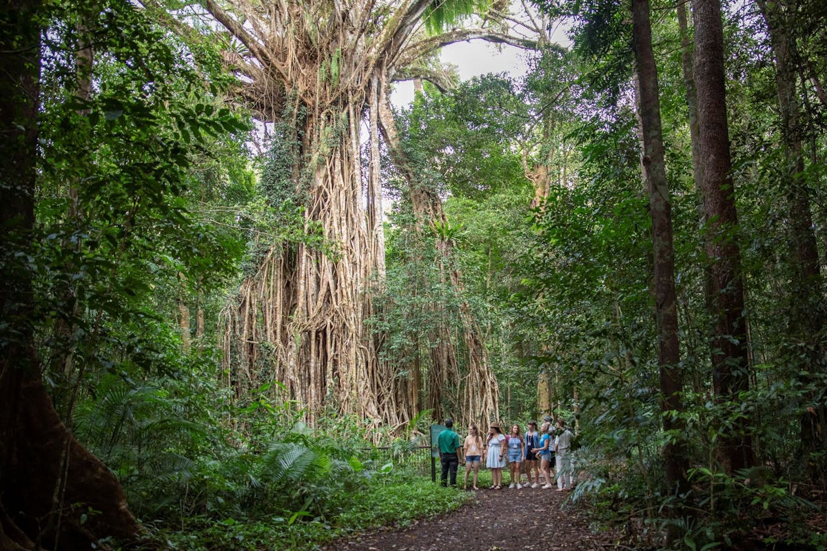 Cathedral Fig Tree