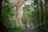 Cathedral Fig Tree