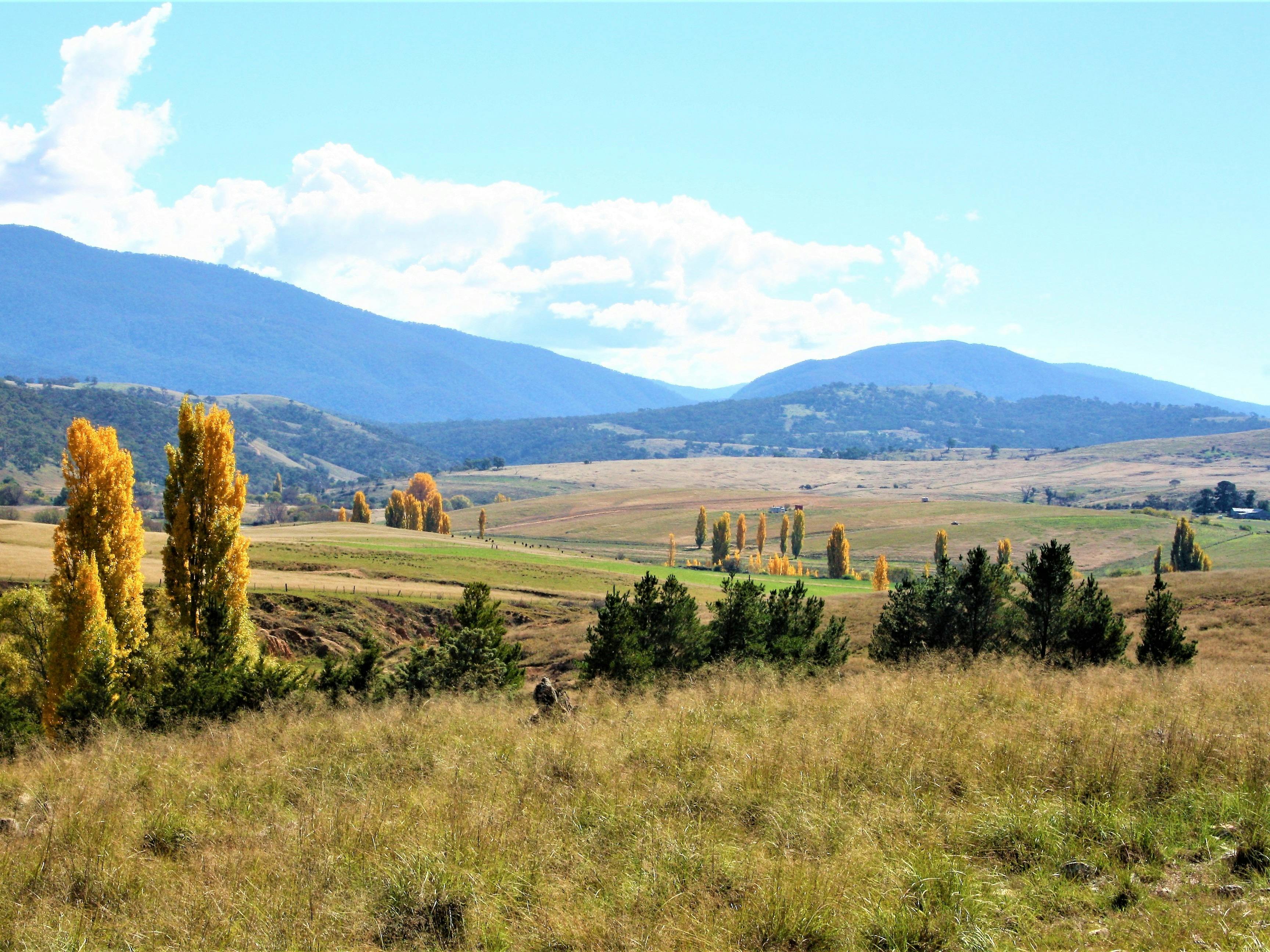 photo of bredbo landscape featuring distant rolling hills, sunny aspect and golden poplar trees