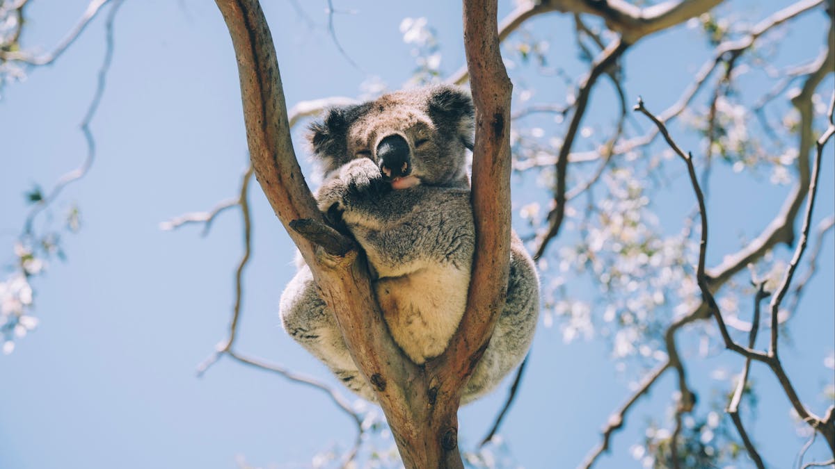 Koala sleeping in fork of tree.