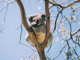 Koala sleeping in fork of tree.
