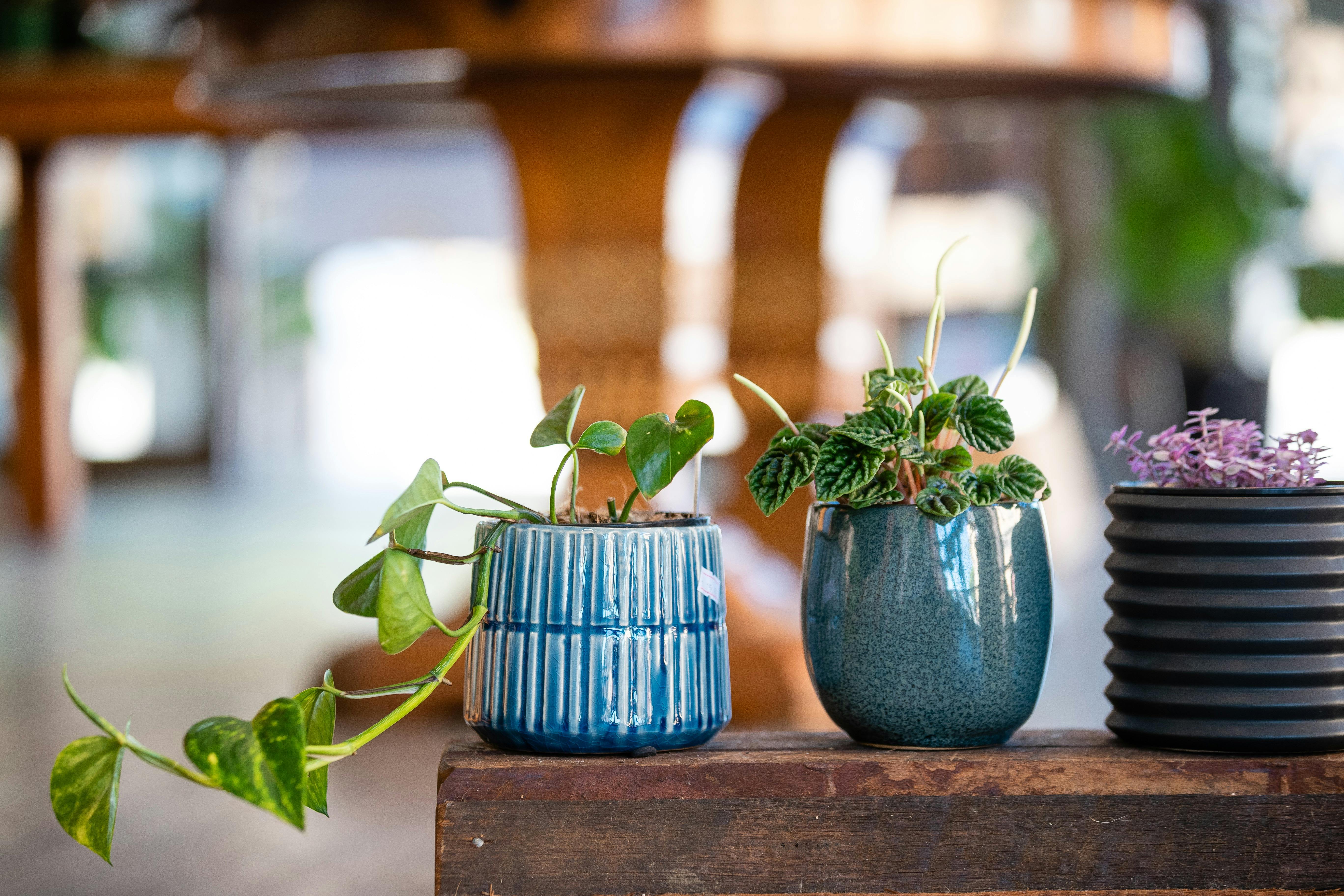 Fancy Plants My Maitland