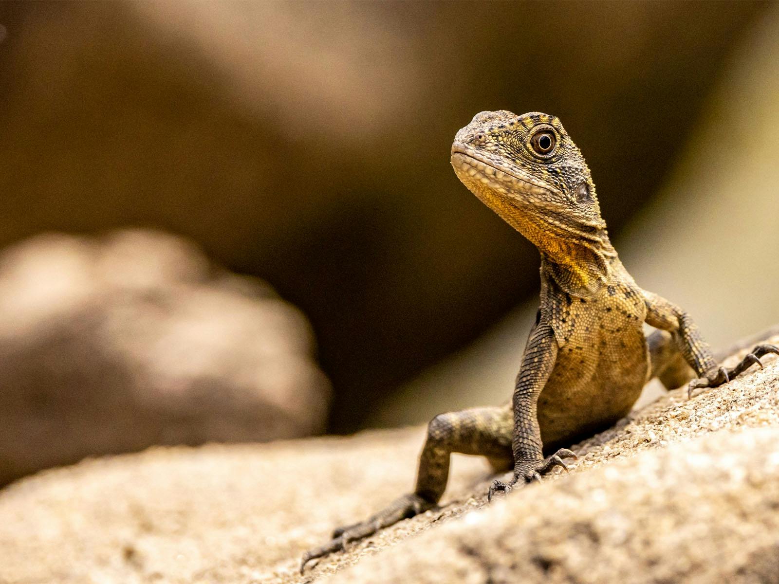 A closeup shot of a lizard on a rock