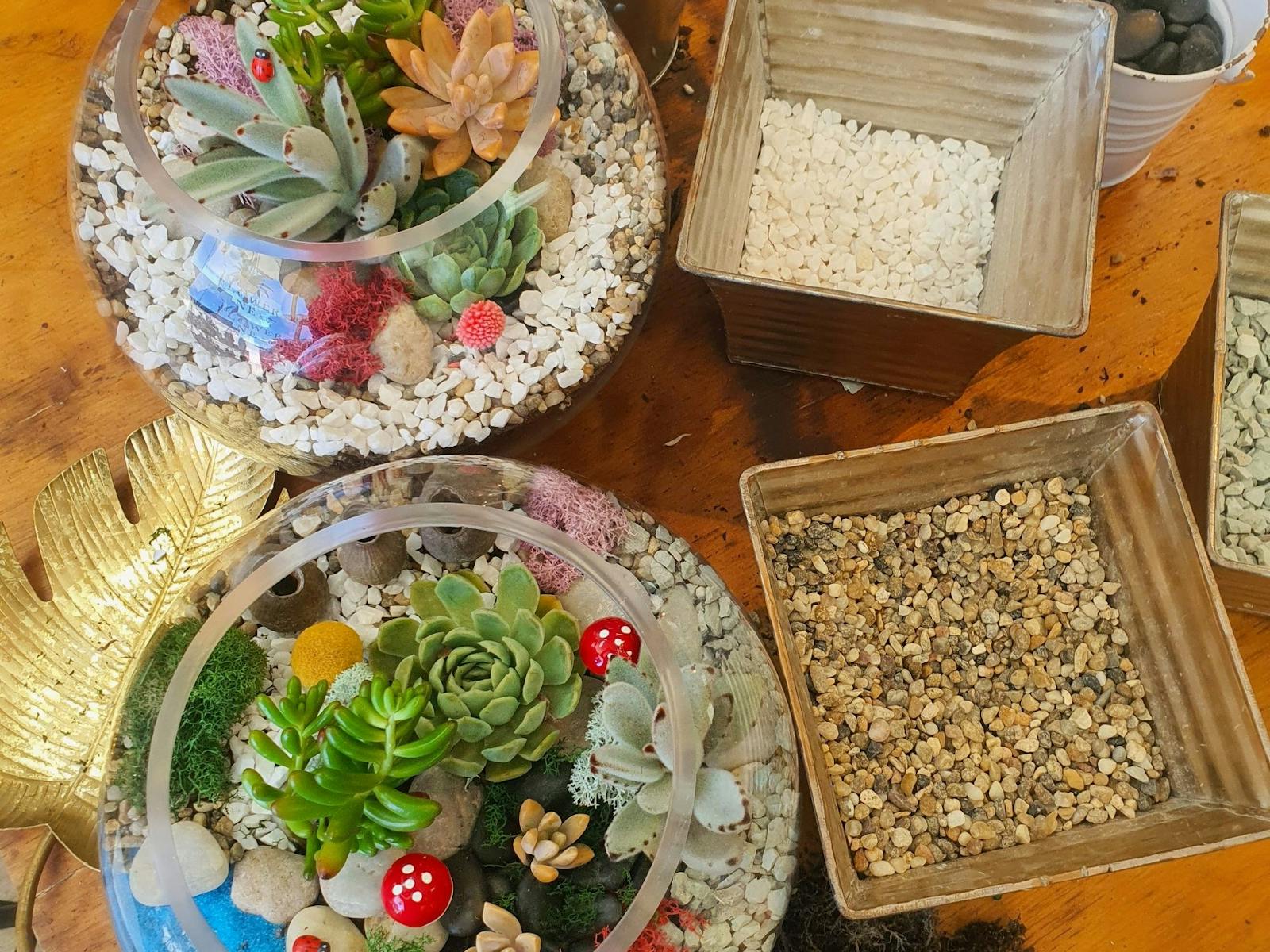 terrarium, workshop, sydney, fun, succulent