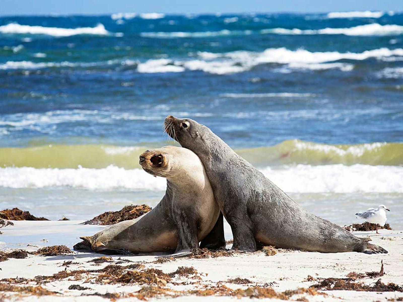 EKI - seals