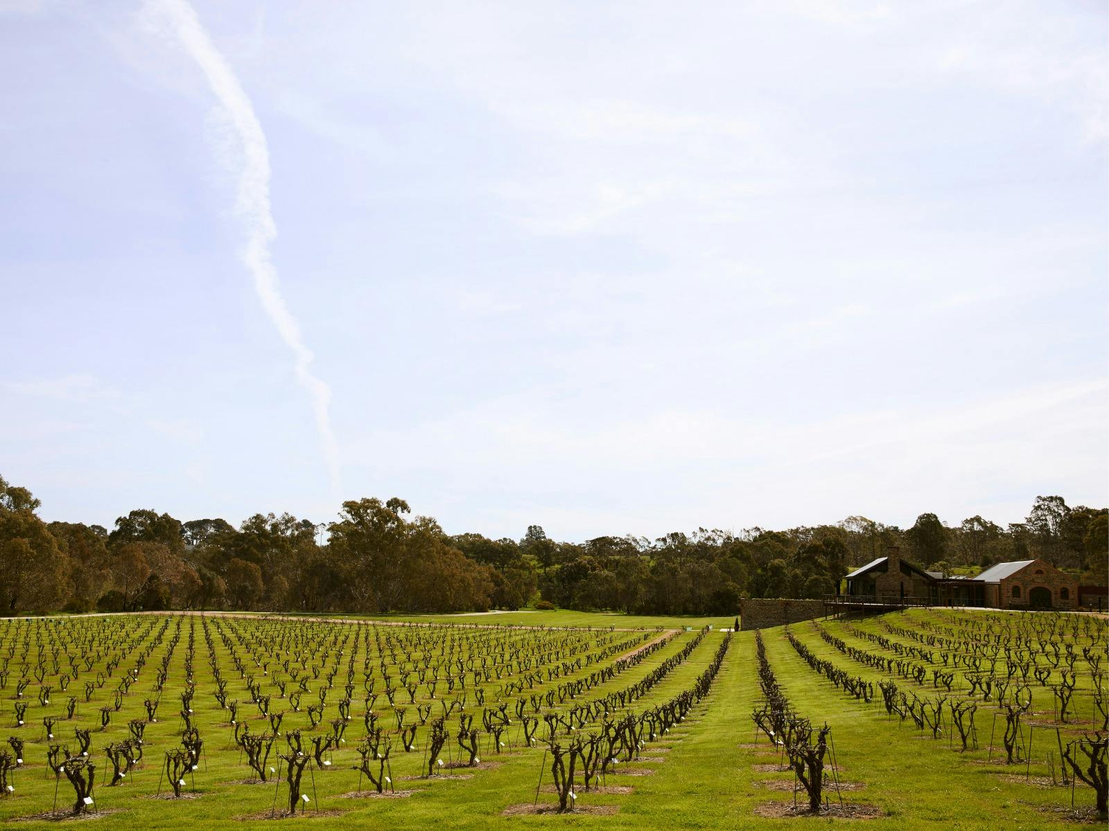 From Vine to Vault with Epicurean Cellar Lunch Experience