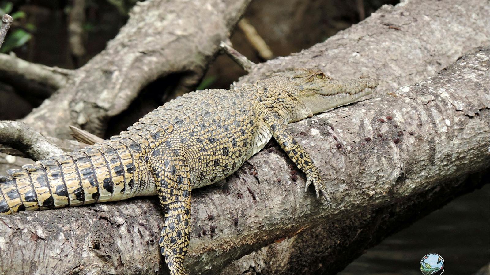 Daintree River Crocodile Tony's Tropical Tours on a Daintree River Cruise