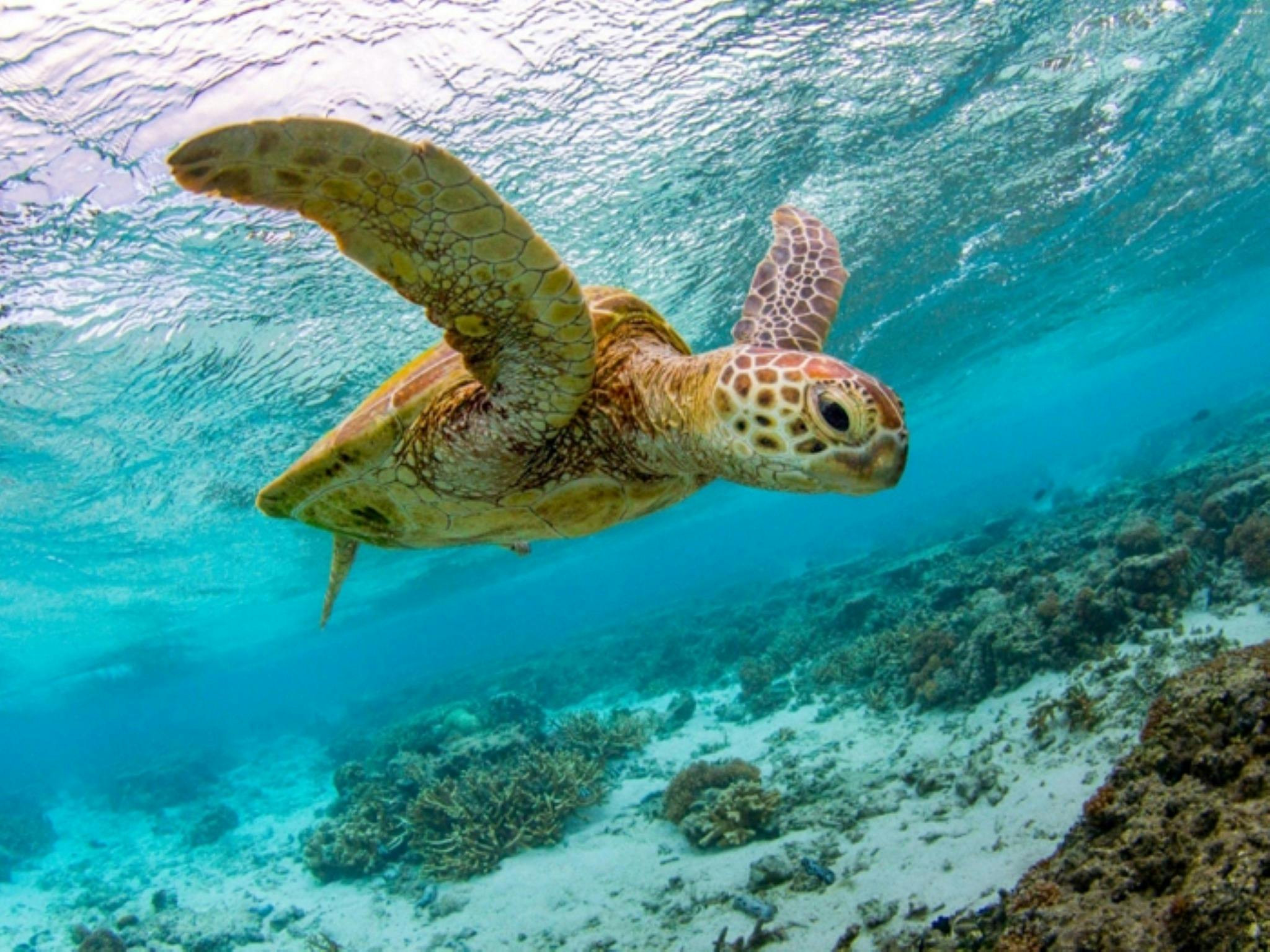 Lady Elliot Island