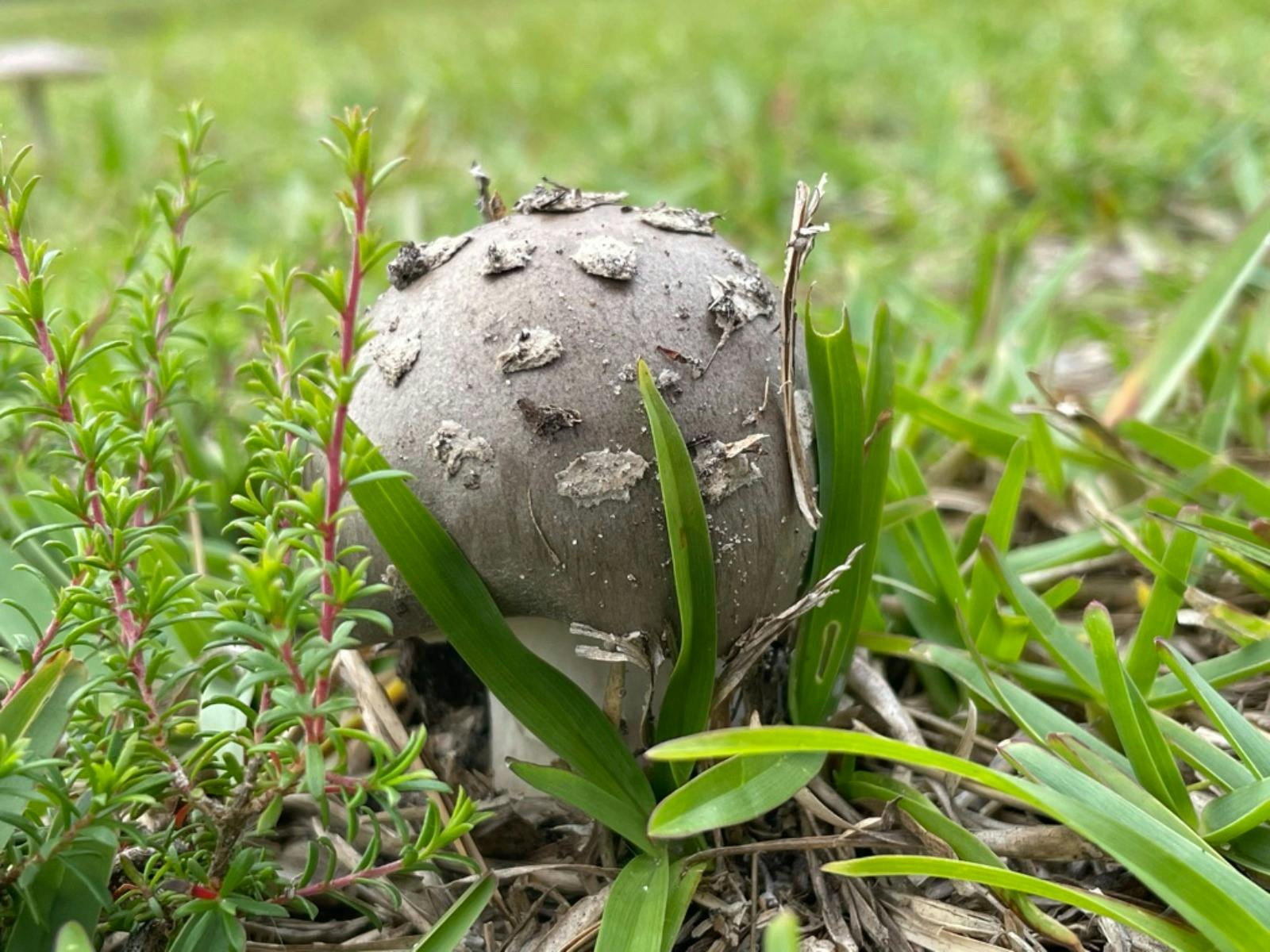 Ein kleiner, grau-weiß gesprenkelter Pilz schiebt sich aus dem Boden.