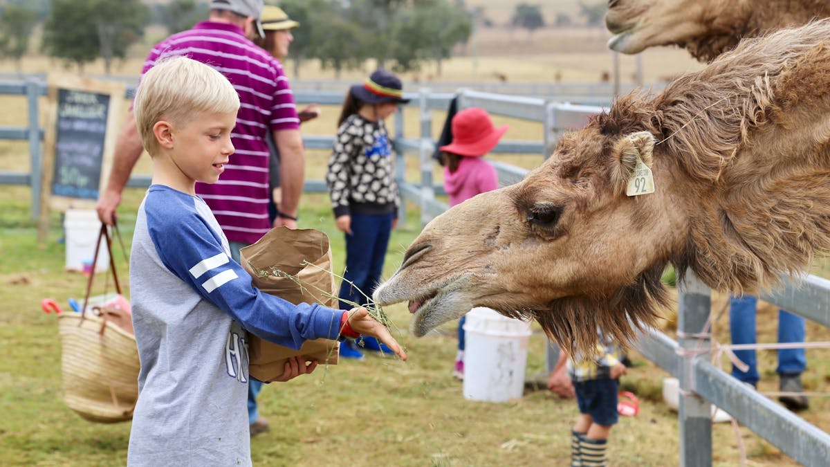 Summer Land Camels Summer Land Camels