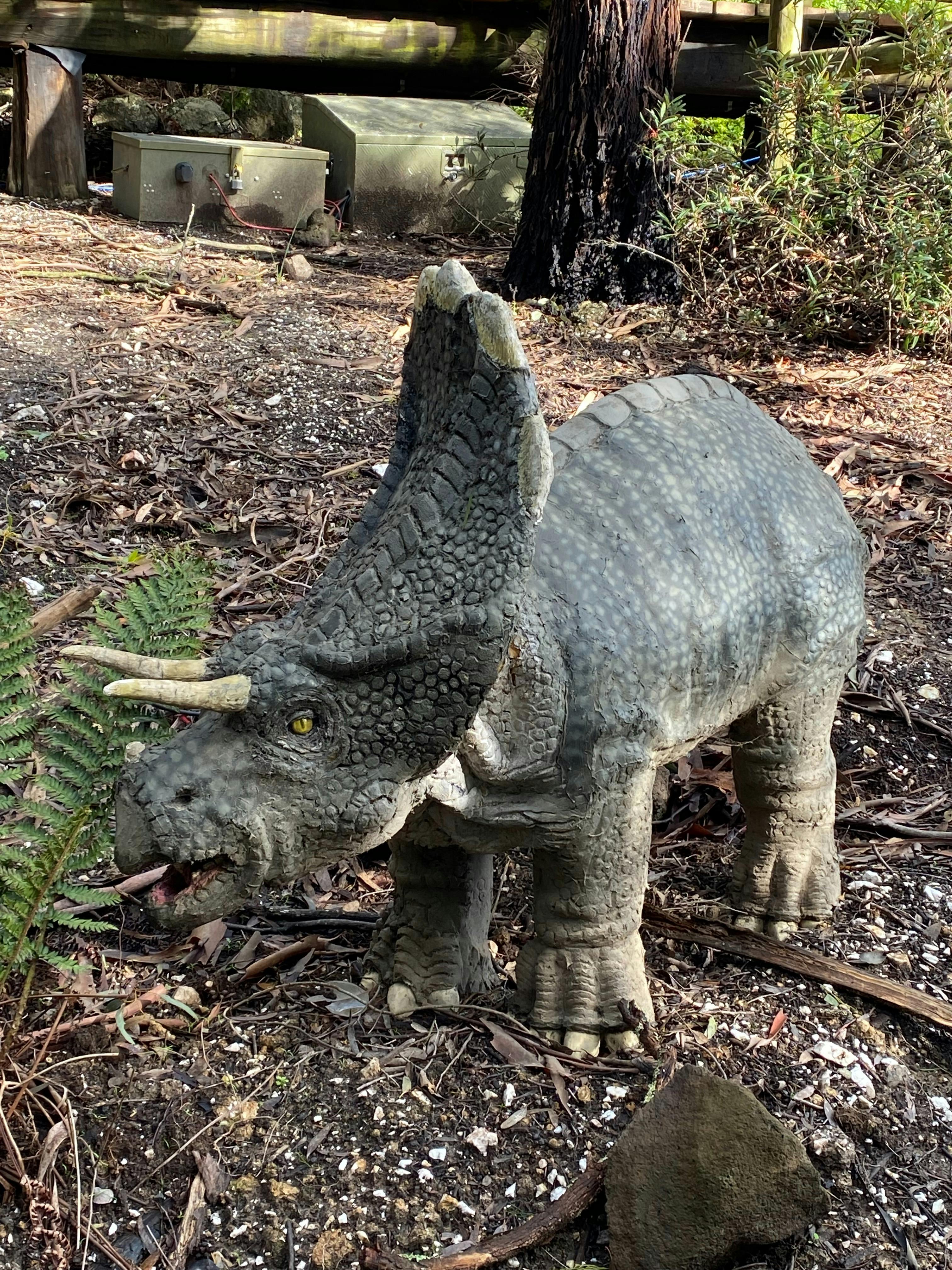 Baby triceratops