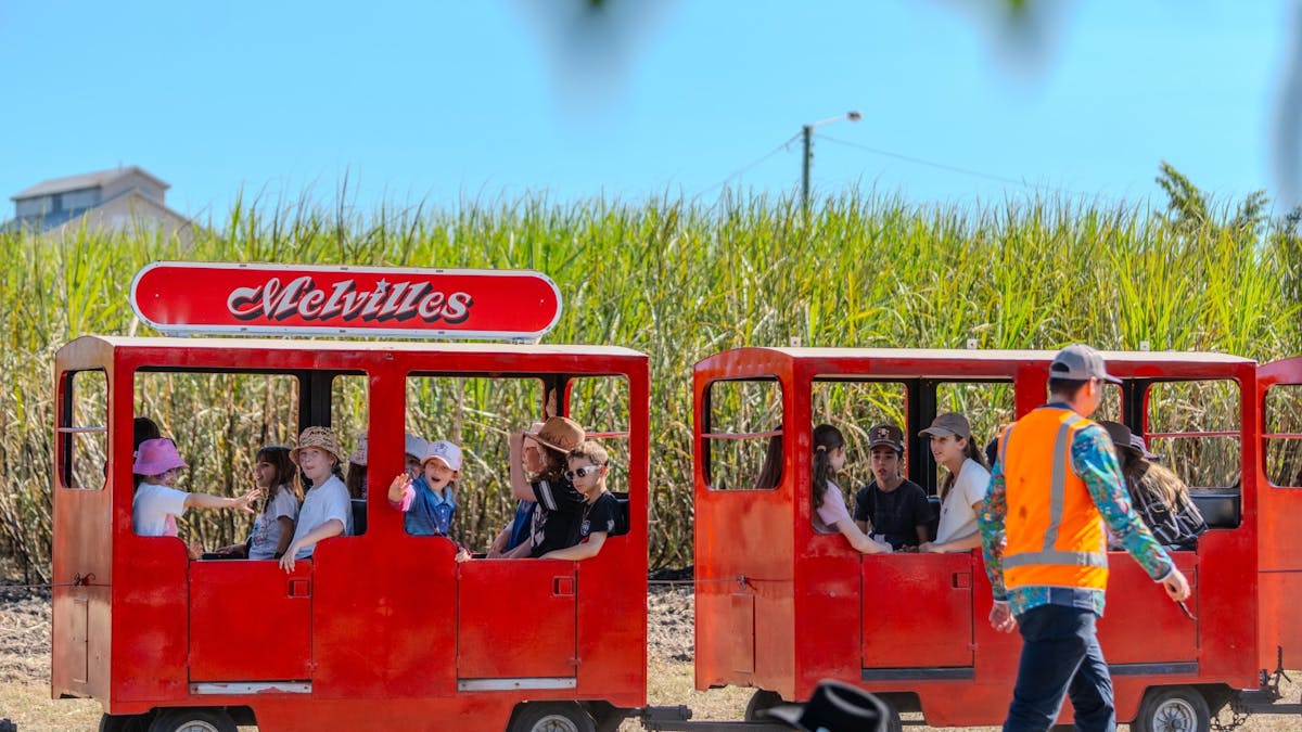 Children ride a bright ride miniature train around the sugarcane paddock.