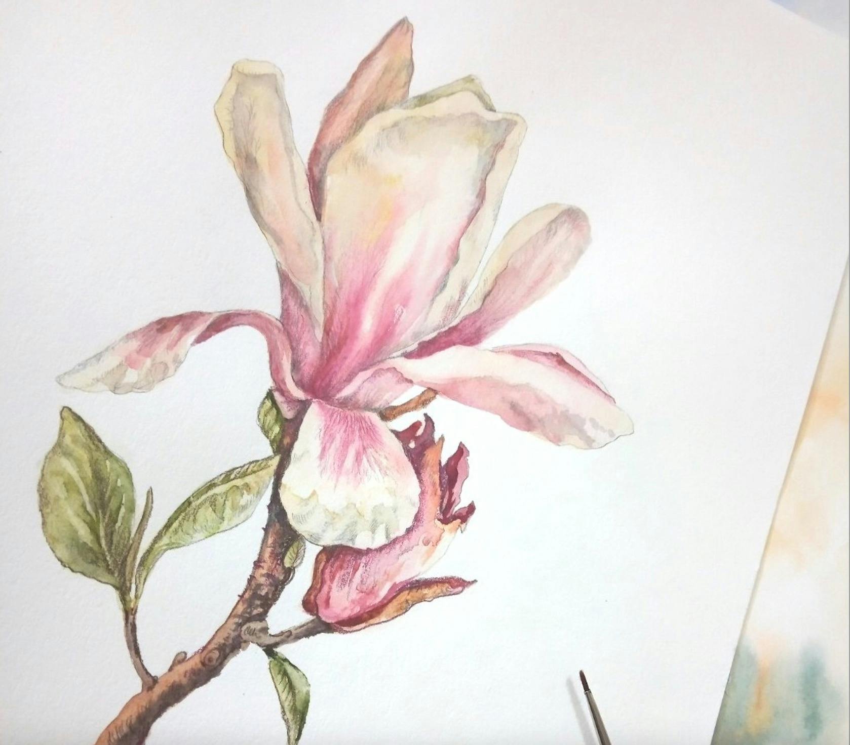 Magnolia water colour
