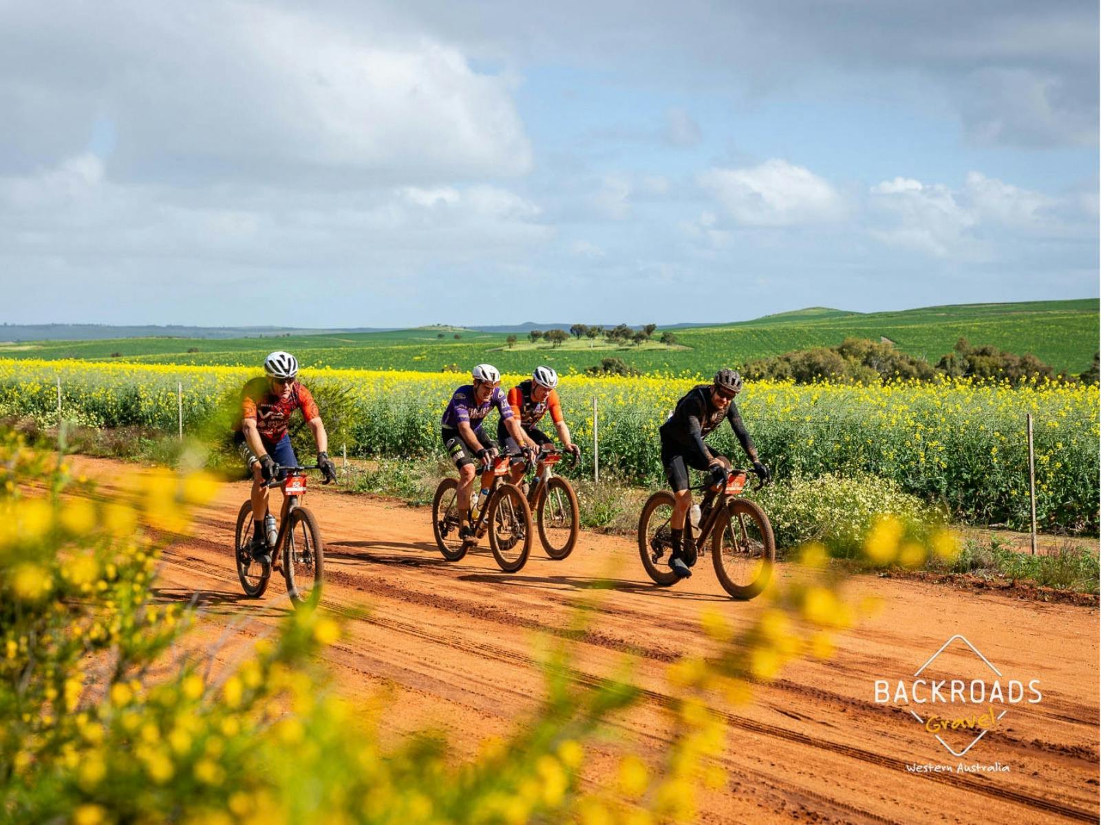 Gravel cyclists riding between yellow canola fields in Chapman Valley.