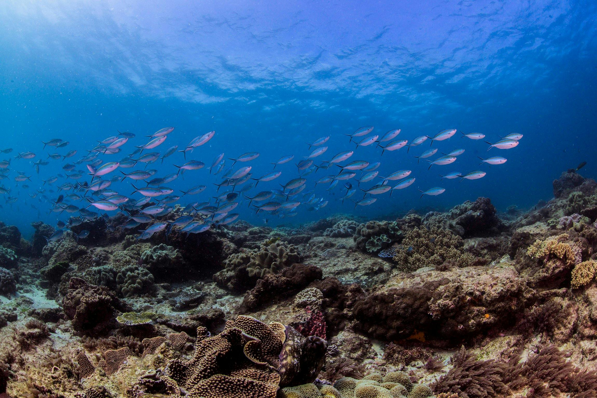 There is an amazing array of sealife at Flinders Reef