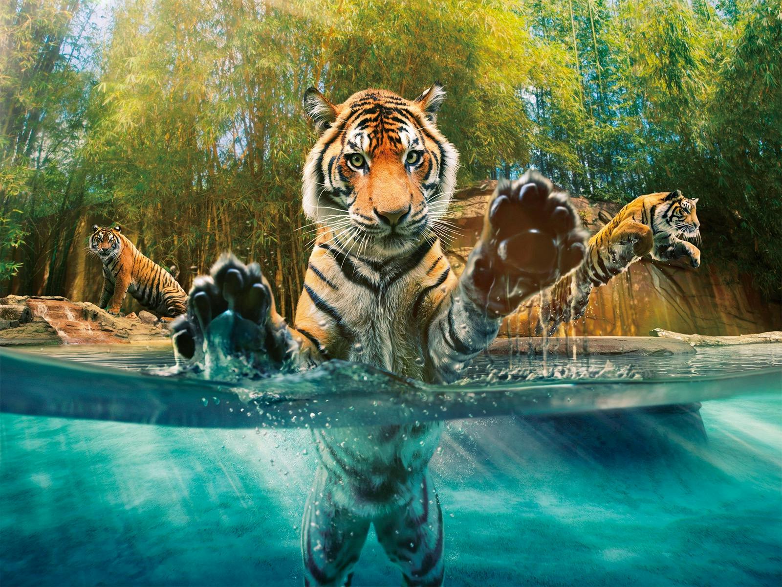 Australia Zoo