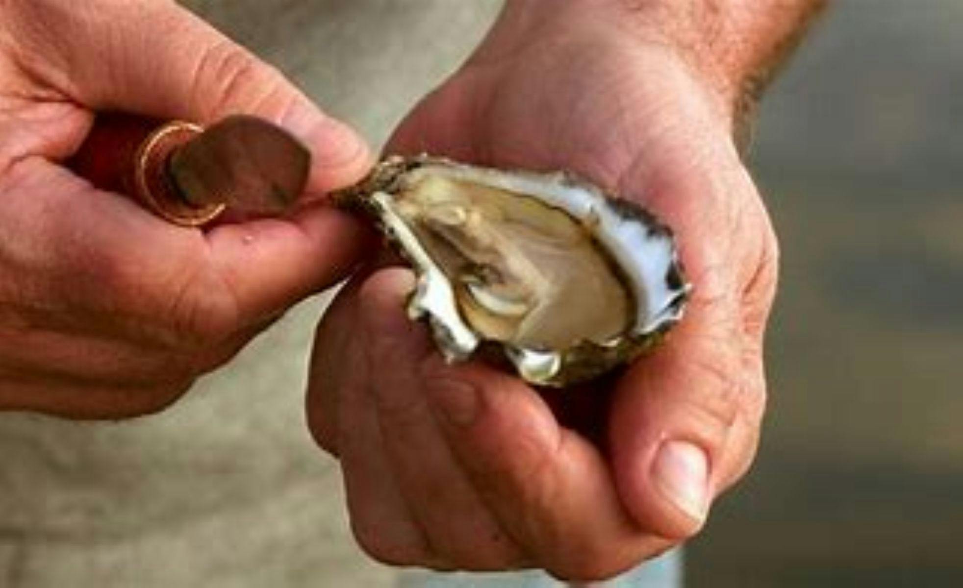 Tunstead Oysters