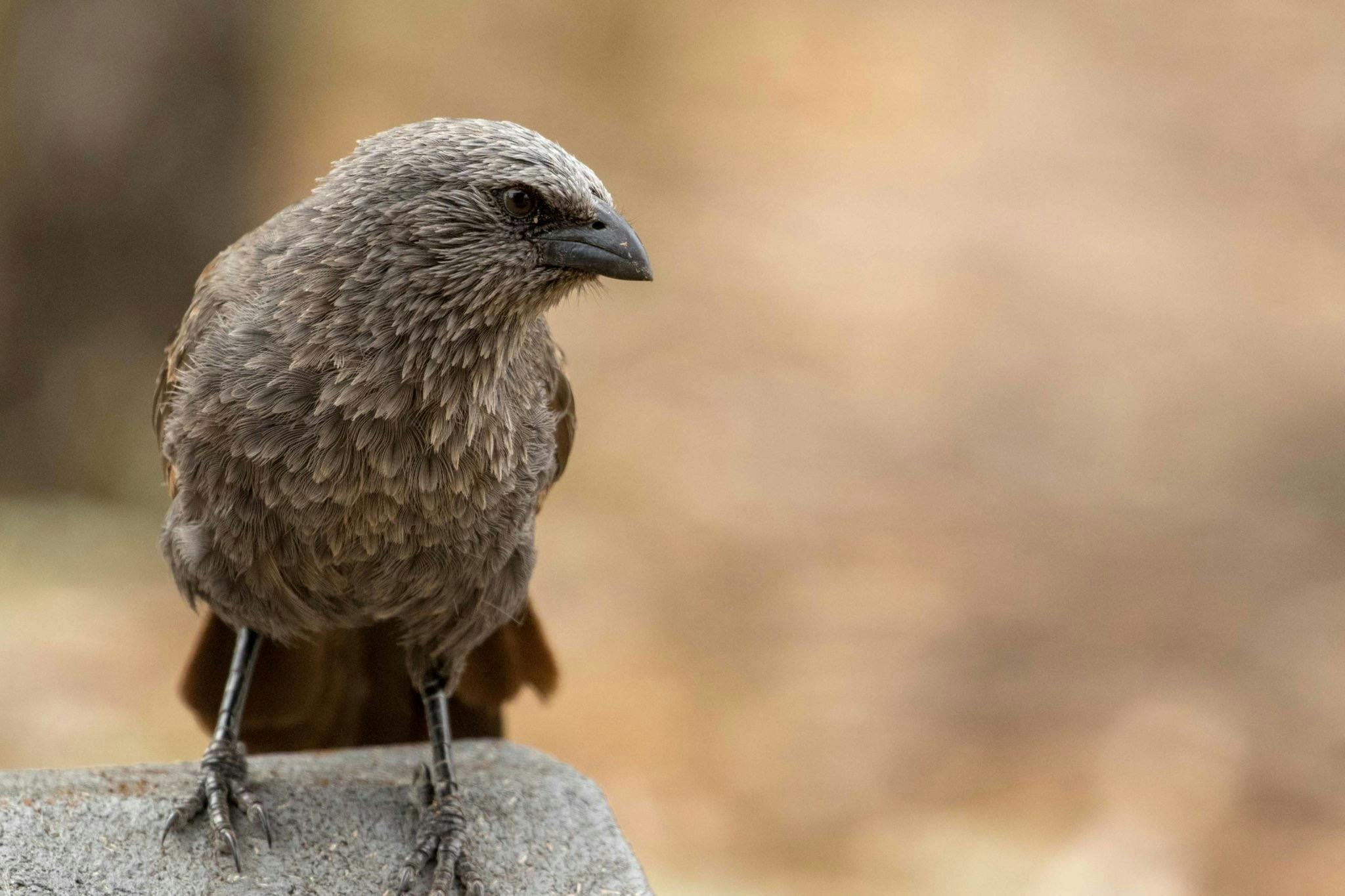 Mallee and Outback Birds of Victoria and Mungo